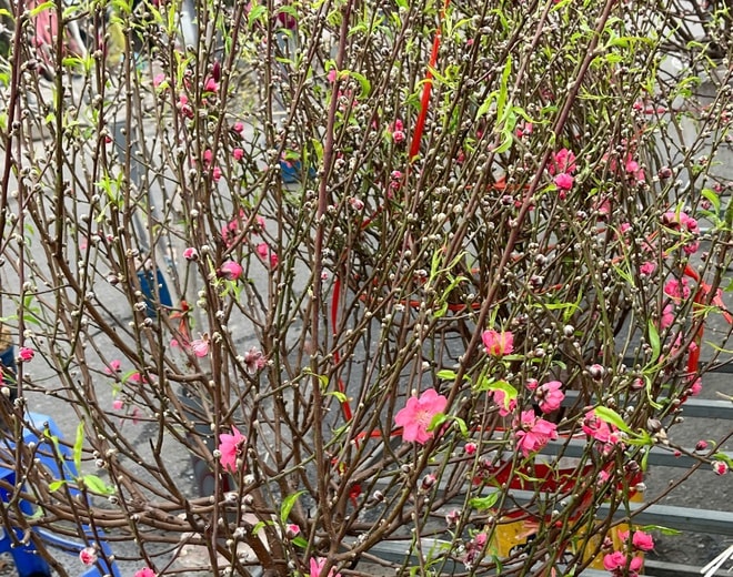 Lan, đào khoe sắc, người dân Hà Nội háo hức mang Tết sớm về nhà- Ảnh 2.