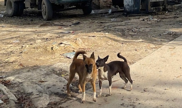 Gần 800 lượt người đi xét nghiệm giun sán trong 2 tuần đầu năm tại Khánh Hoà- Ảnh 2.