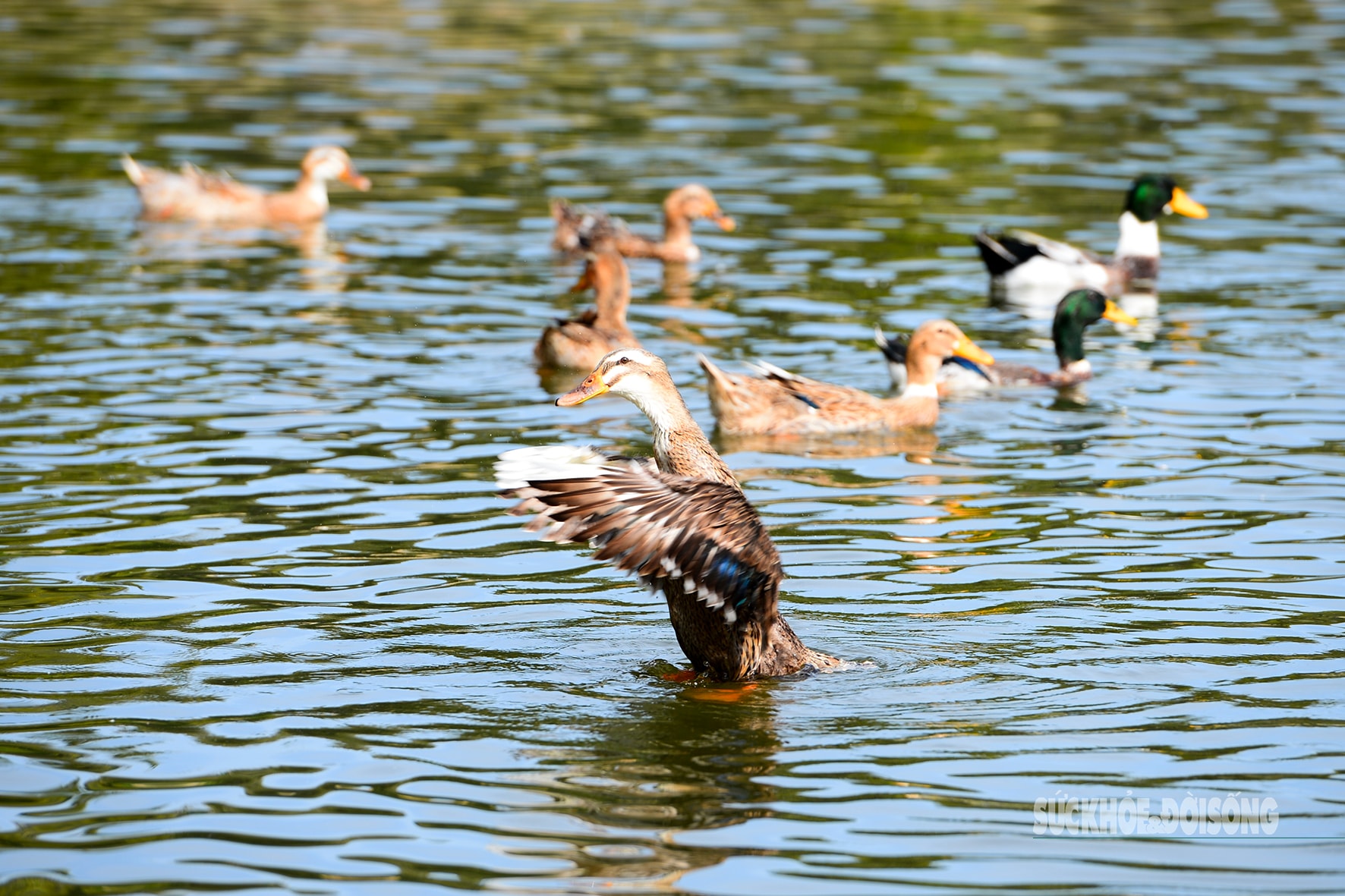 Bốn thập kỷ kiên cường bám đảo, người lính viết đơn xin ở lại- Ảnh 9.