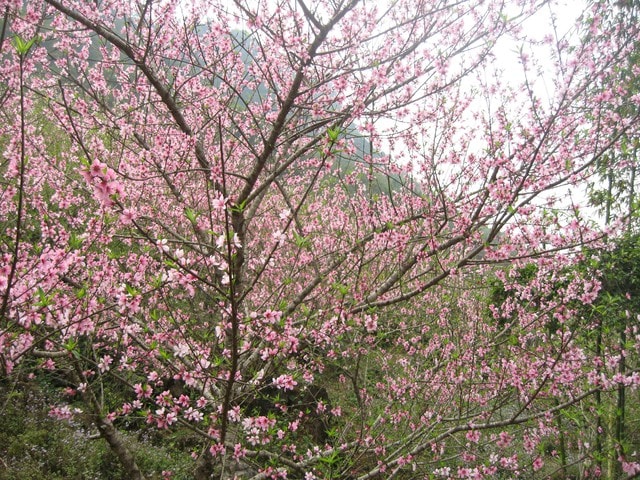 Chuyên gia chỉ cách 'điều khiển' hoa đào nở đúng Tết- Ảnh 1.