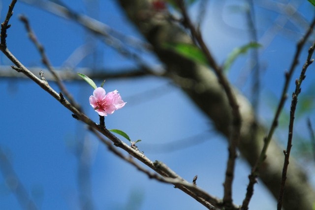 Nên chọn đào chậu hay đào chặt cành chơi Tết, lời khuyên từ chuyên gia- Ảnh 1.