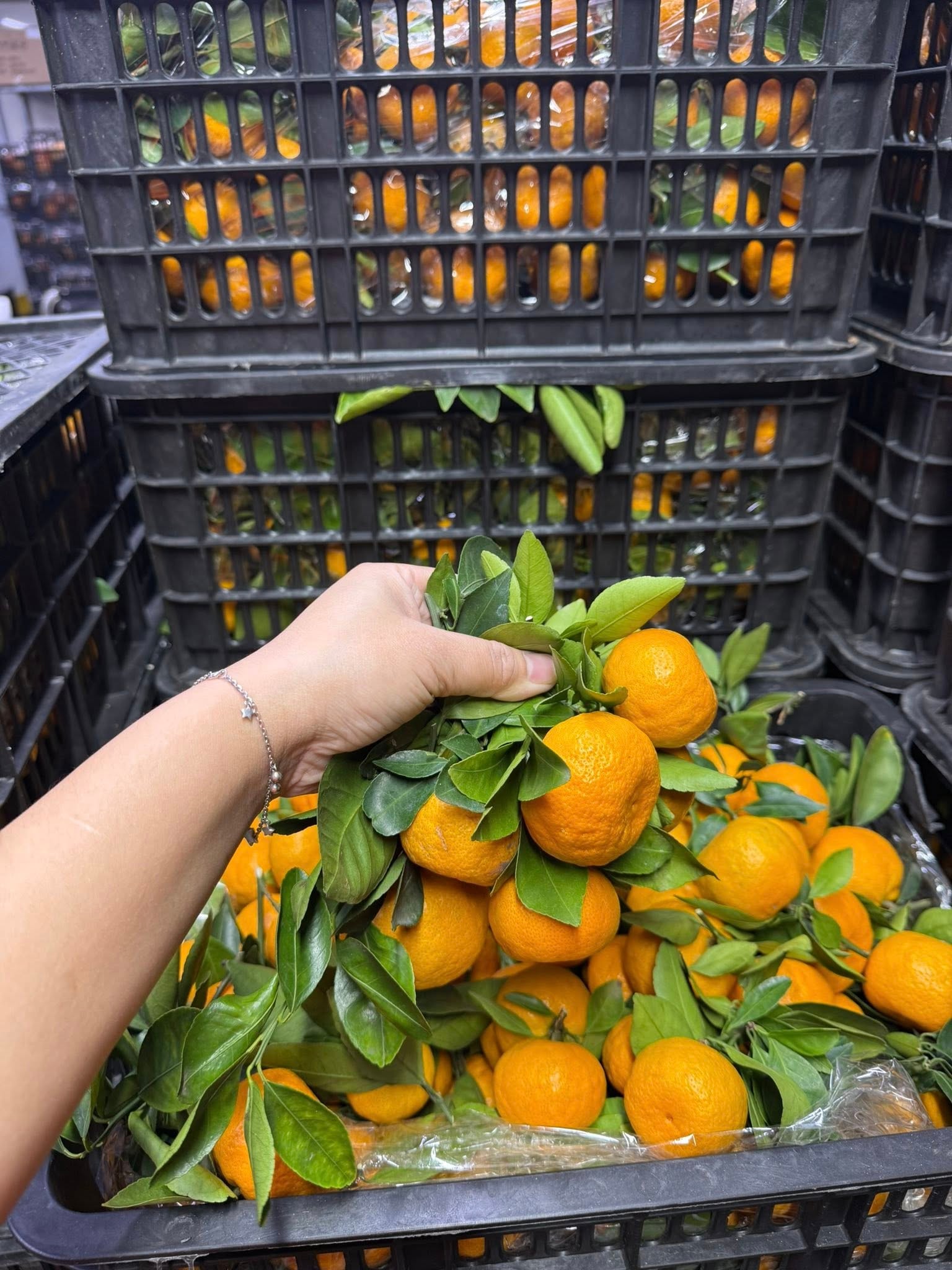 Quýt giá rẻ bán đầy thị trường, tiểu thương bật mí ‘bí kíp’ phân biệt hàng Việt Nam và hàng Trung Quốc- Ảnh 3. Quýt giá rẻ bán đầy thị trường, tiểu thương bật mí ‘bí kíp’ phân biệt hàng Việt Nam và hàng Trung Quốc- Ảnh 3.