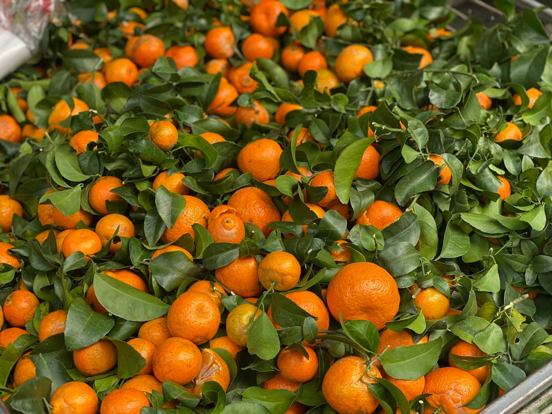 Quýt giá rẻ bán đầy thị trường, tiểu thương bật mí ‘bí kíp’ phân biệt hàng Việt Nam và hàng Trung Quốc- Ảnh 2. Quýt giá rẻ bán đầy thị trường, tiểu thương bật mí ‘bí kíp’ phân biệt hàng Việt Nam và hàng Trung Quốc- Ảnh 2.