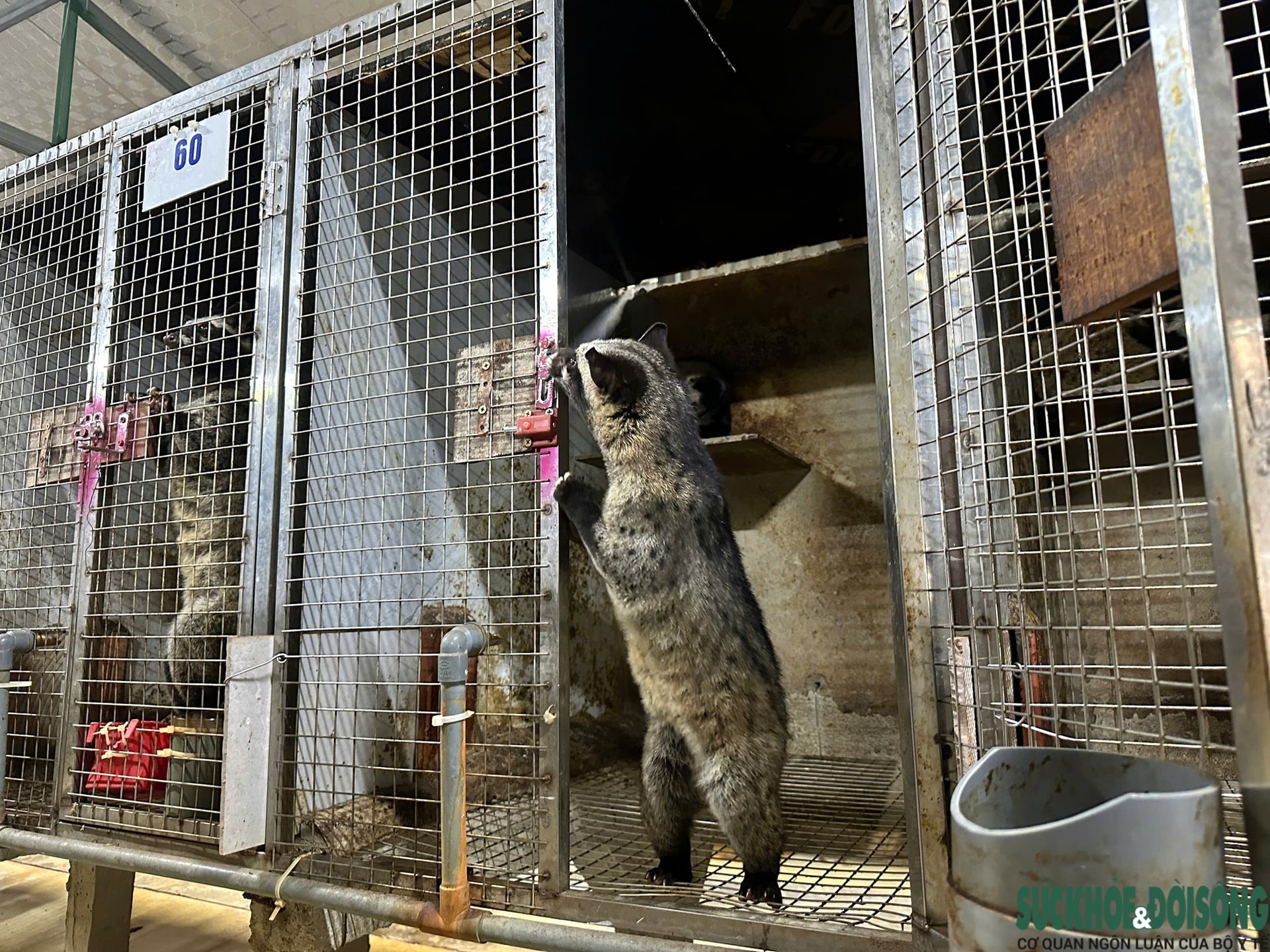 Bỏ phố về quê, làm giàu từ mô hình nuôi động vật hoang dã- Ảnh 6. Bỏ phố về quê, làm giàu từ mô hình nuôi động vật hoang dã- Ảnh 6.