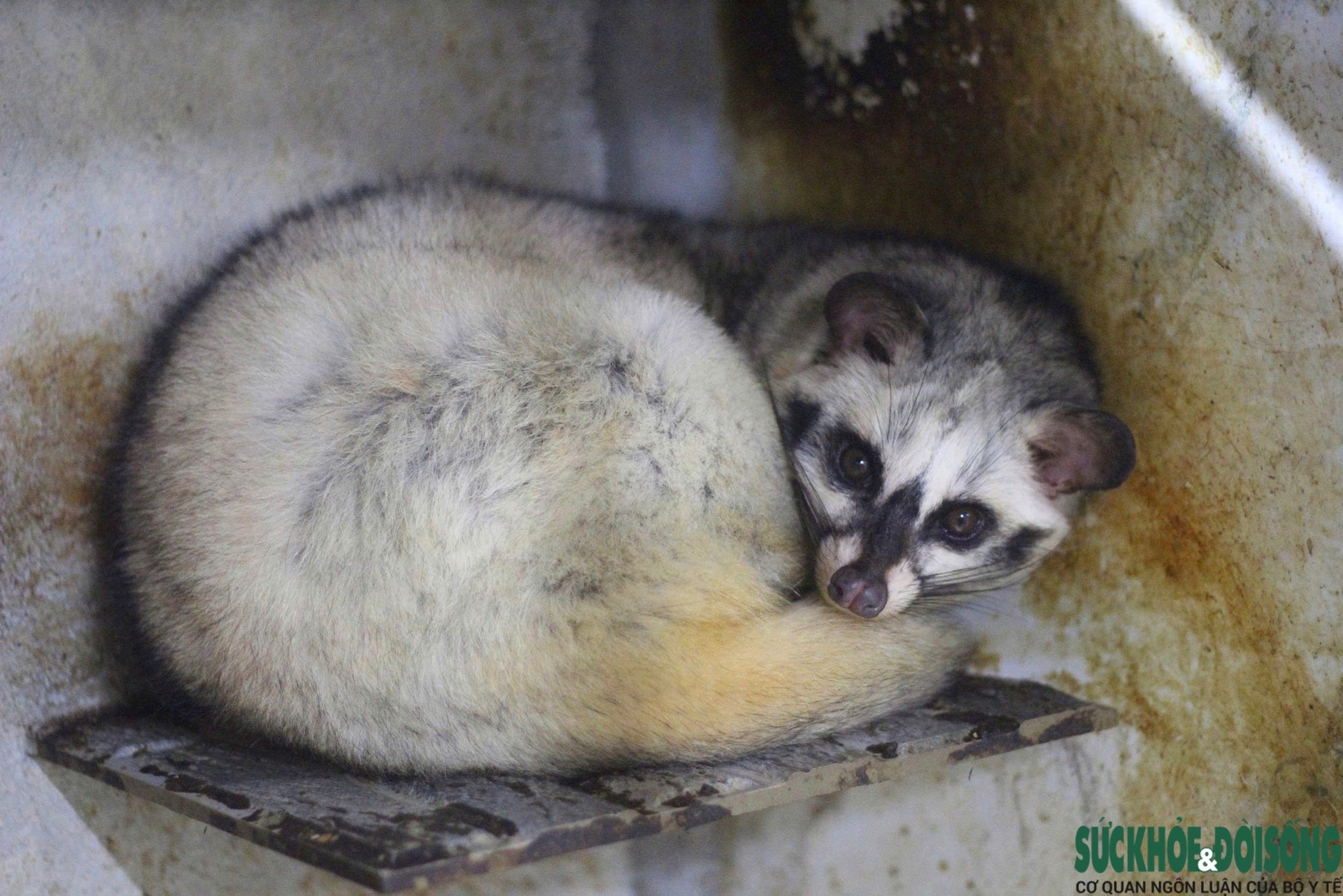 Bỏ phố về quê, làm giàu từ mô hình nuôi động vật hoang dã- Ảnh 1. Bỏ phố về quê, làm giàu từ mô hình nuôi động vật hoang dã- Ảnh 1.