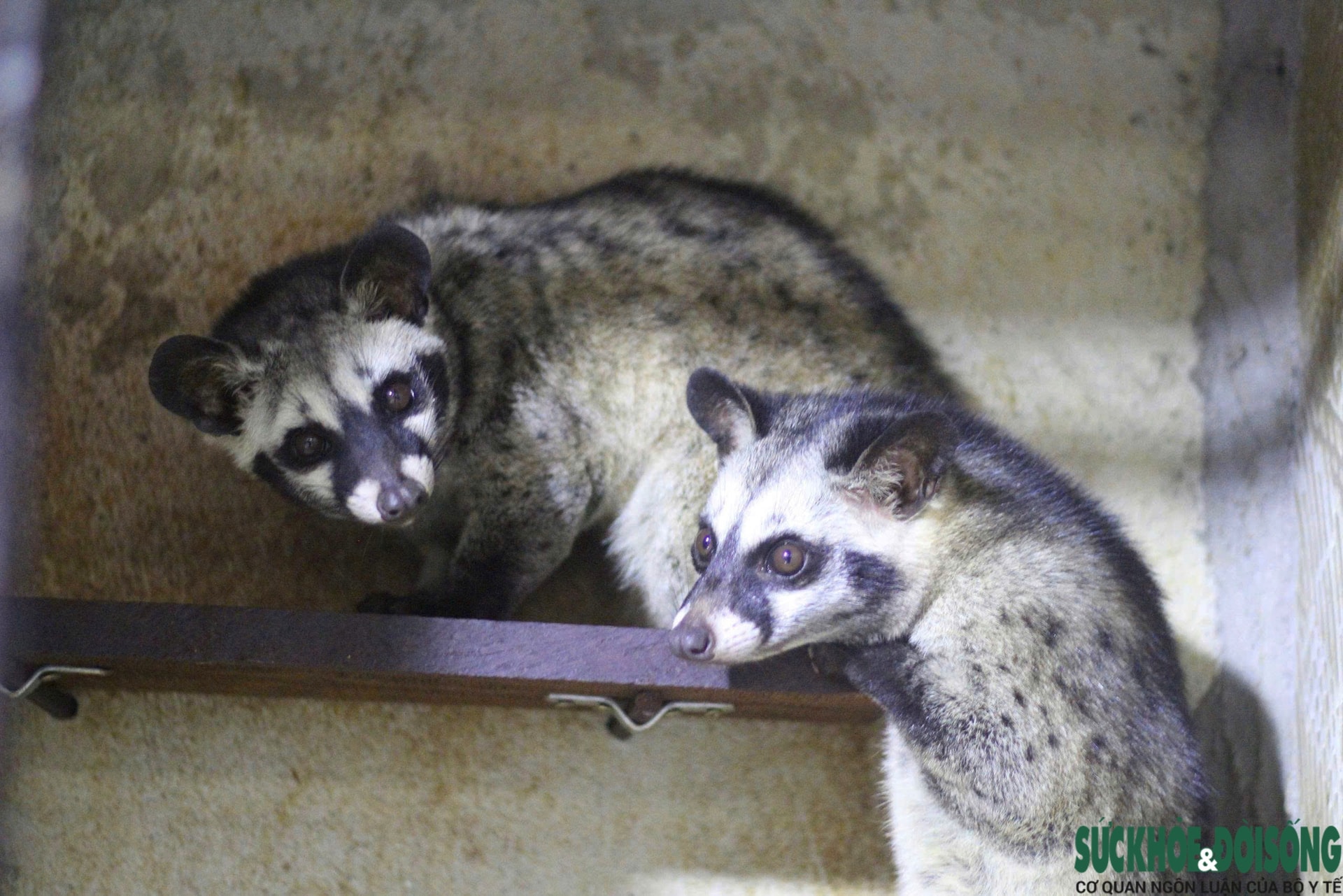 Bỏ phố về quê, làm giàu từ mô hình nuôi động vật hoang dã- Ảnh 7. Bỏ phố về quê, làm giàu từ mô hình nuôi động vật hoang dã- Ảnh 7.