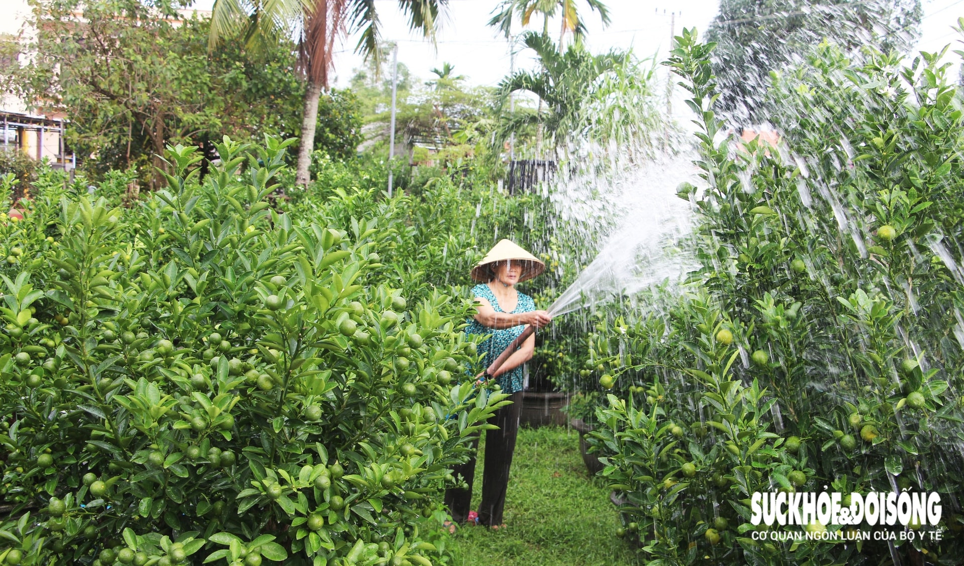 Vào giai đoạn 'nước rút', thủ phủ quất cảnh Đà Nẵng rực sắc vàng chờ ngày xuất bán- Ảnh 1. Vào giai đoạn 'nước rút', thủ phủ quất cảnh Đà Nẵng rực sắc vàng chờ ngày xuất bán- Ảnh 1.