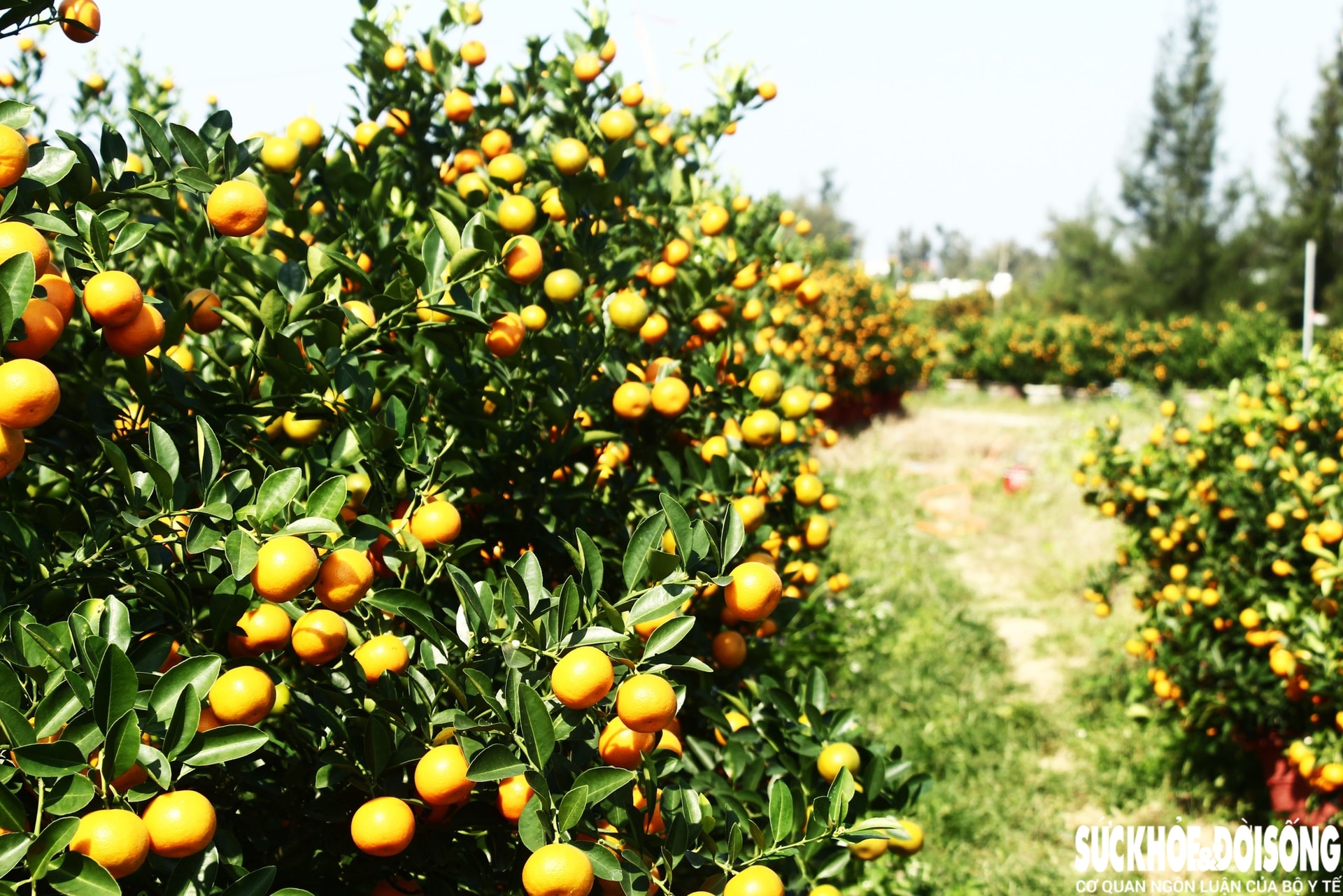 Vào giai đoạn 'nước rút', thủ phủ quất cảnh Đà Nẵng rực sắc vàng chờ ngày xuất bán- Ảnh 2. Vào giai đoạn 'nước rút', thủ phủ quất cảnh Đà Nẵng rực sắc vàng chờ ngày xuất bán- Ảnh 2.