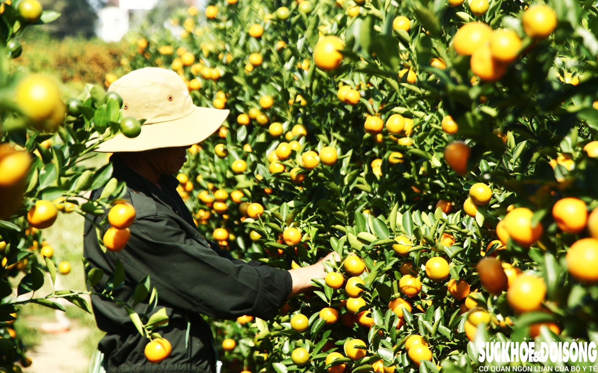 Vào giai đoạn 'nước rút', thủ phủ quất cảnh Đà Nẵng rực sắc vàng chờ ngày xuất bán- Ảnh 3. Vào giai đoạn 'nước rút', thủ phủ quất cảnh Đà Nẵng rực sắc vàng chờ ngày xuất bán- Ảnh 3.