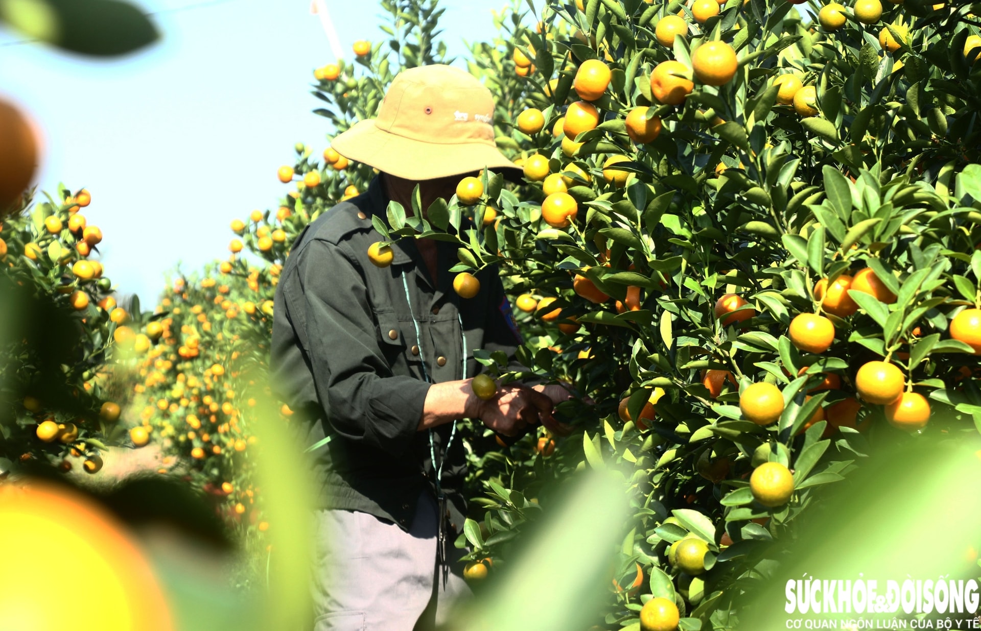 Vào giai đoạn 'nước rút', thủ phủ quất cảnh Đà Nẵng rực sắc vàng chờ ngày xuất bán- Ảnh 4. Vào giai đoạn 'nước rút', thủ phủ quất cảnh Đà Nẵng rực sắc vàng chờ ngày xuất bán- Ảnh 4.