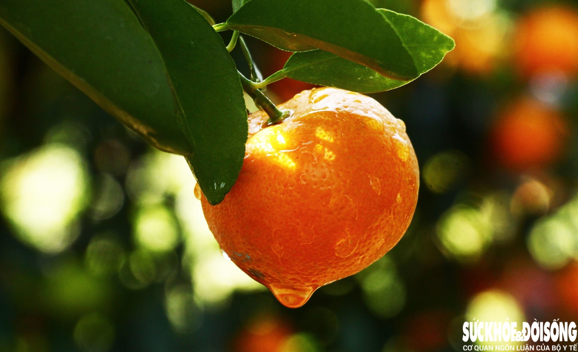 Vào giai đoạn 'nước rút', thủ phủ quất cảnh Đà Nẵng rực sắc vàng chờ ngày xuất bán- Ảnh 5. Vào giai đoạn 'nước rút', thủ phủ quất cảnh Đà Nẵng rực sắc vàng chờ ngày xuất bán- Ảnh 5.