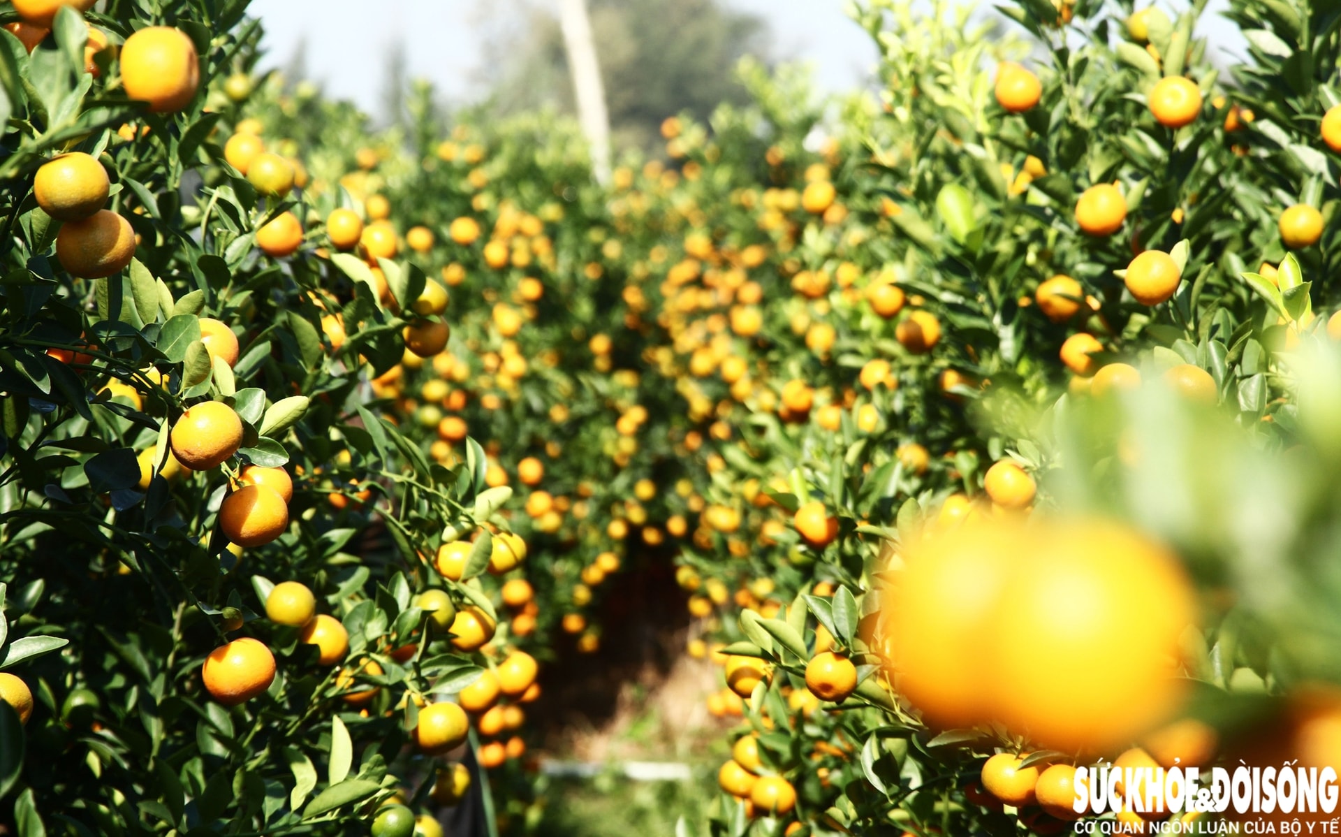 Vào giai đoạn 'nước rút', thủ phủ quất cảnh Đà Nẵng rực sắc vàng chờ ngày xuất bán- Ảnh 7. Vào giai đoạn 'nước rút', thủ phủ quất cảnh Đà Nẵng rực sắc vàng chờ ngày xuất bán- Ảnh 7.