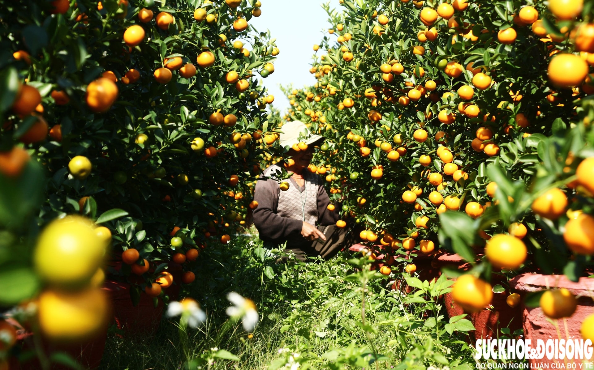 Vào giai đoạn 'nước rút', thủ phủ quất cảnh Đà Nẵng rực sắc vàng chờ ngày xuất bán- Ảnh 8. Vào giai đoạn 'nước rút', thủ phủ quất cảnh Đà Nẵng rực sắc vàng chờ ngày xuất bán- Ảnh 8.