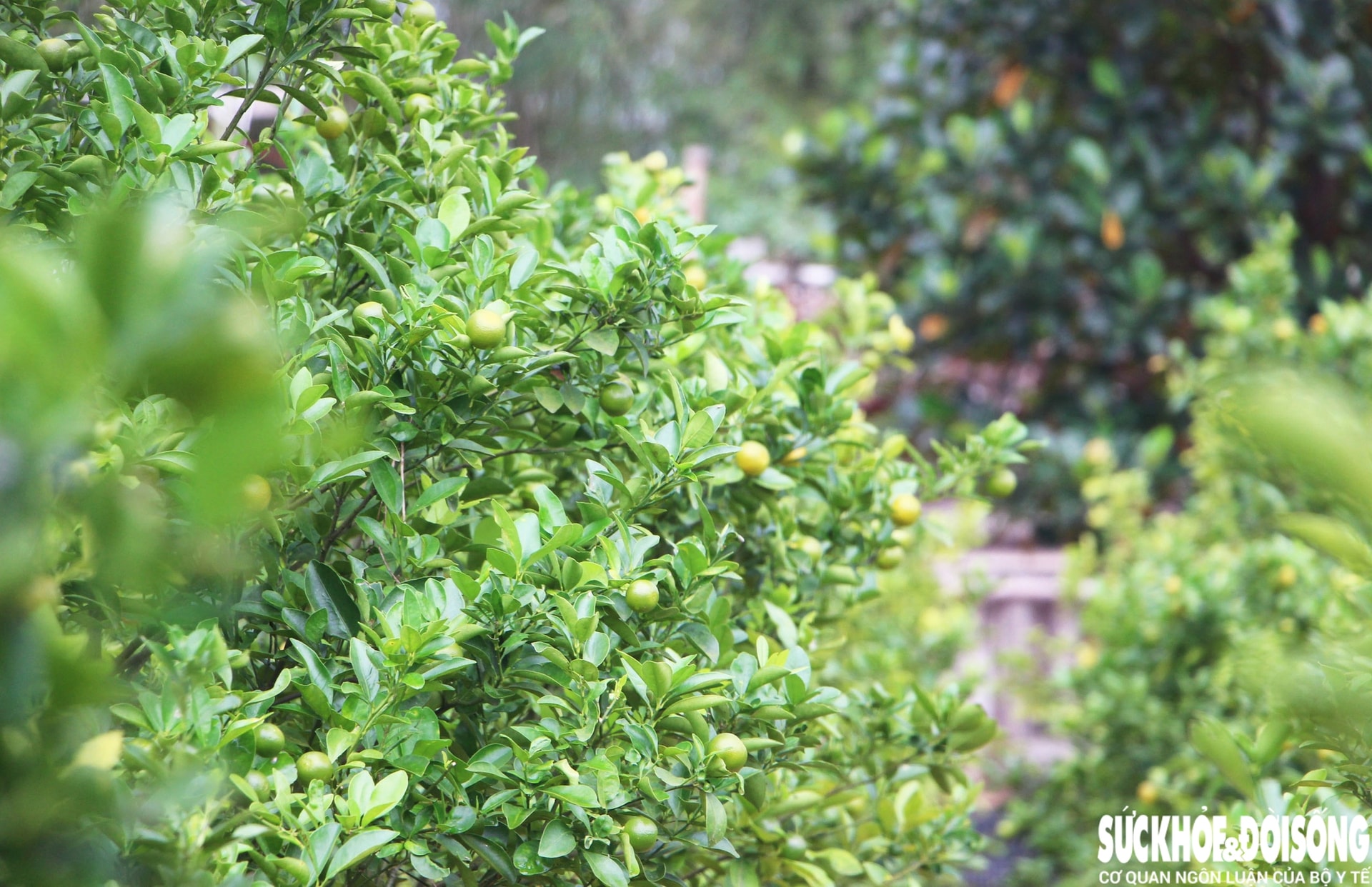 Vào giai đoạn 'nước rút', thủ phủ quất cảnh Đà Nẵng rực sắc vàng chờ ngày xuất bán- Ảnh 9. Vào giai đoạn 'nước rút', thủ phủ quất cảnh Đà Nẵng rực sắc vàng chờ ngày xuất bán- Ảnh 9.