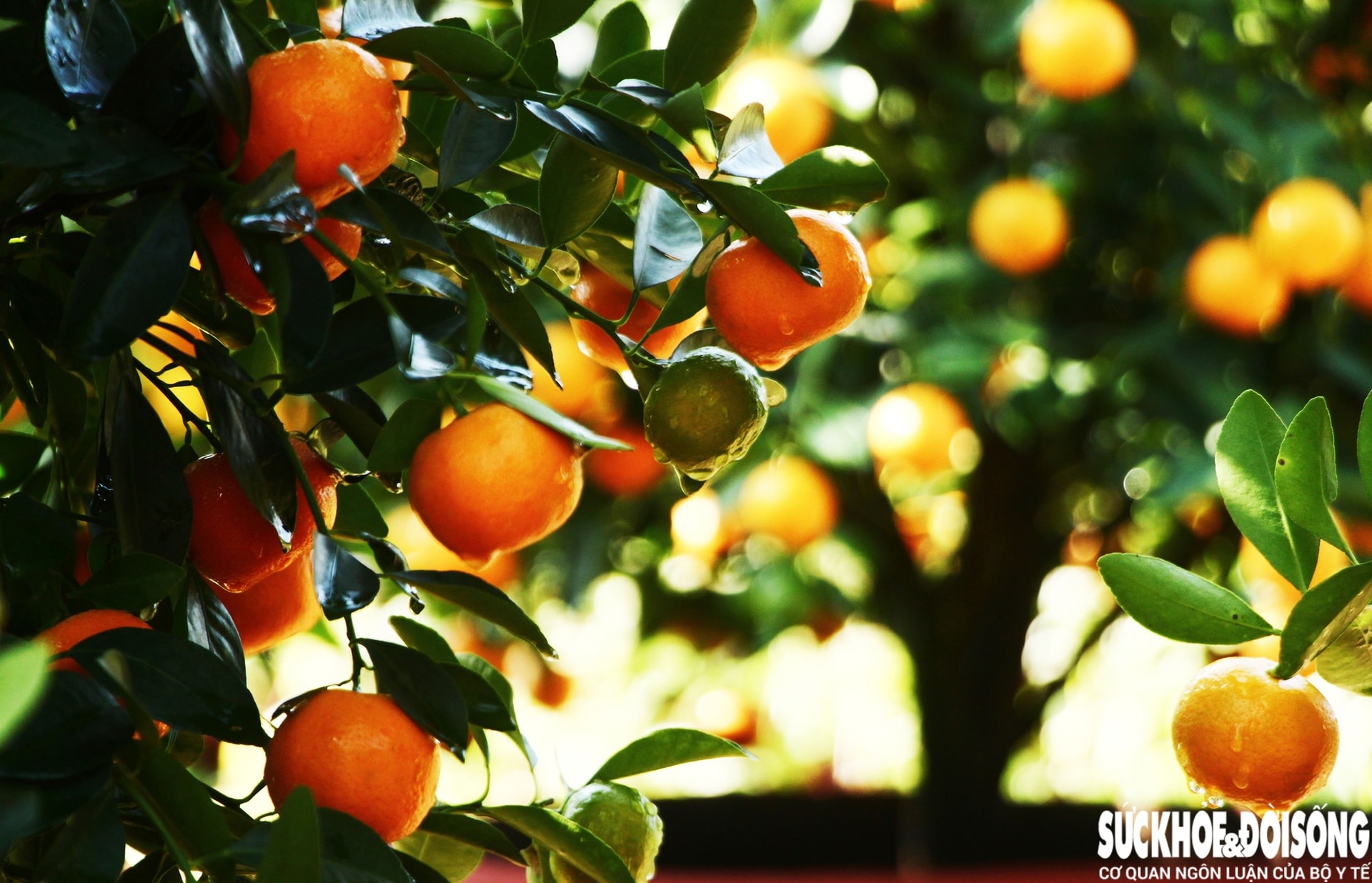 Vào giai đoạn 'nước rút', thủ phủ quất cảnh Đà Nẵng rực sắc vàng chờ ngày xuất bán- Ảnh 10. Vào giai đoạn 'nước rút', thủ phủ quất cảnh Đà Nẵng rực sắc vàng chờ ngày xuất bán- Ảnh 10.