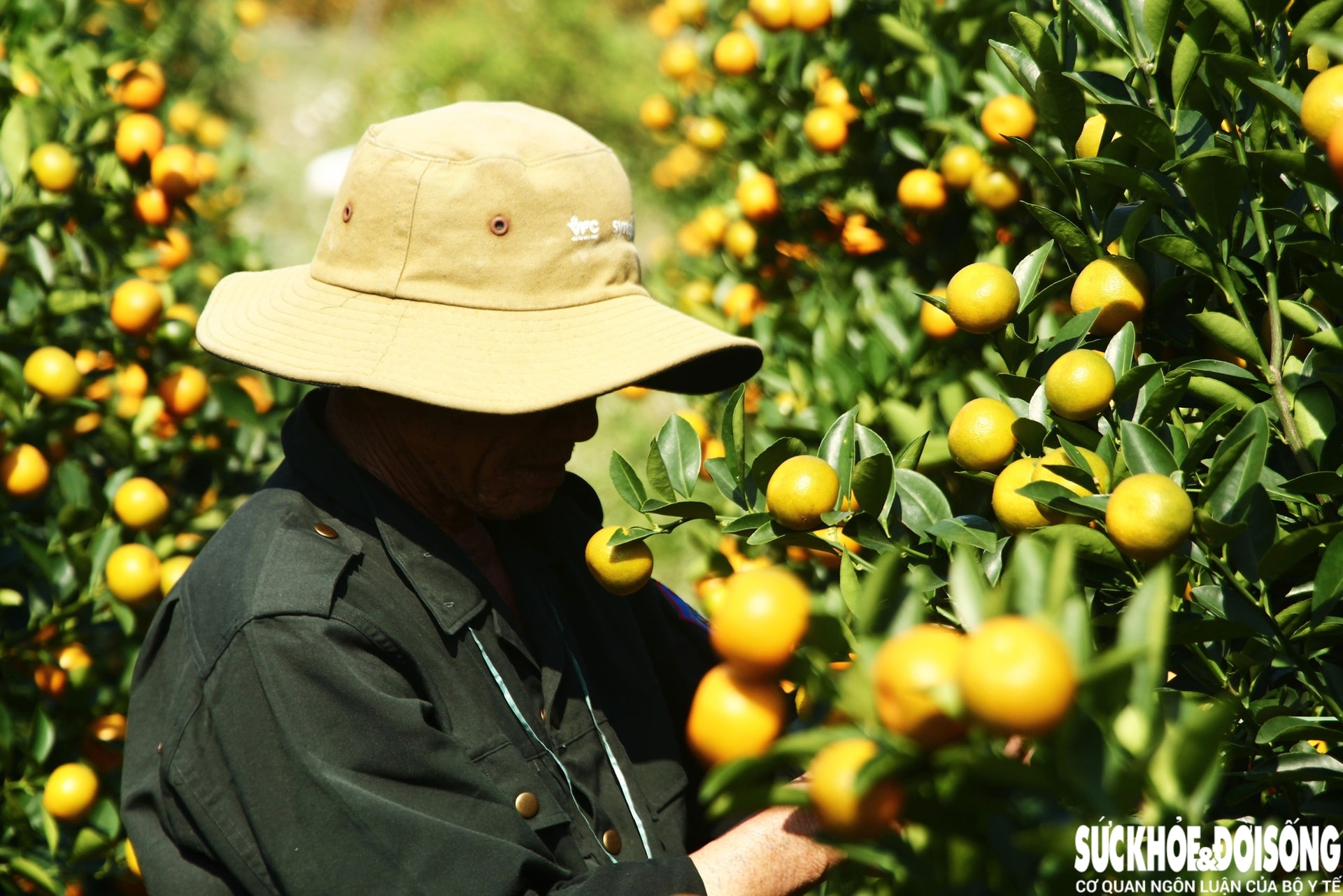 Vào giai đoạn 'nước rút', thủ phủ quất cảnh Đà Nẵng rực sắc vàng chờ ngày xuất bán- Ảnh 11. Vào giai đoạn 'nước rút', thủ phủ quất cảnh Đà Nẵng rực sắc vàng chờ ngày xuất bán- Ảnh 11.