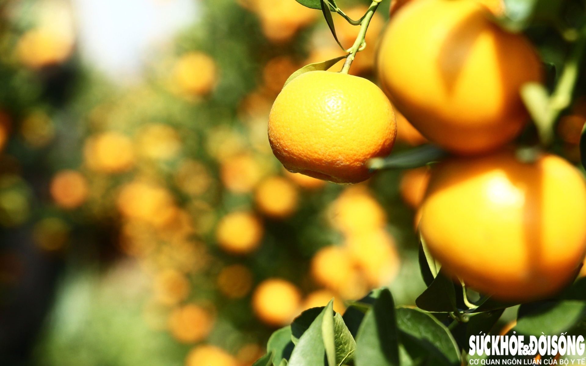 Vào giai đoạn 'nước rút', thủ phủ quất cảnh Đà Nẵng rực sắc vàng chờ ngày xuất bán- Ảnh 12. Vào giai đoạn 'nước rút', thủ phủ quất cảnh Đà Nẵng rực sắc vàng chờ ngày xuất bán- Ảnh 12.