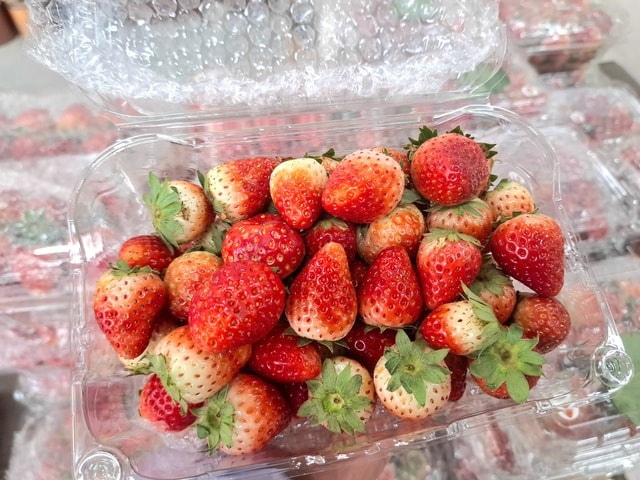 Dâu tây Sơn La 'nhuộm đỏ' chợ Việt- Ảnh 4. Dâu tây Sơn La 'nhuộm đỏ' chợ Việt- Ảnh 4.