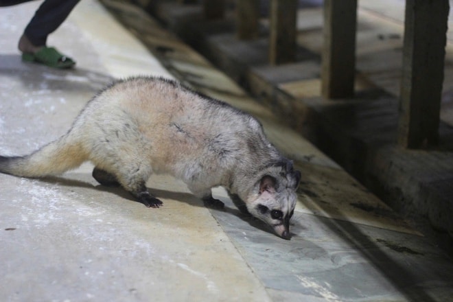 Bỏ phố về quê, làm giàu từ mô hình nuôi động vật hoang dã- Ảnh 8. Bỏ phố về quê, làm giàu từ mô hình nuôi động vật hoang dã- Ảnh 8.