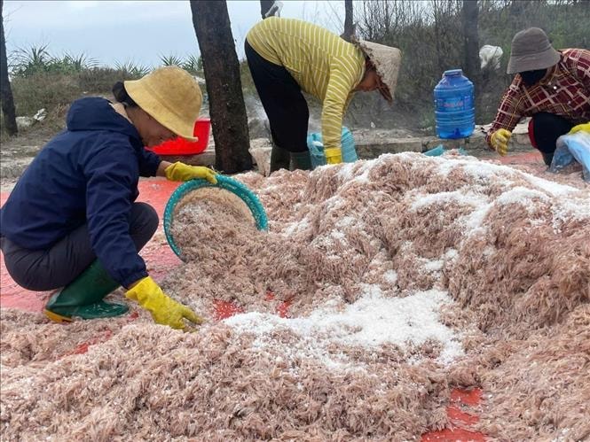 Trúng đậm mùa ruốc, ngư dân Quảng Trị thu về cả triệu đồng- Ảnh 1.