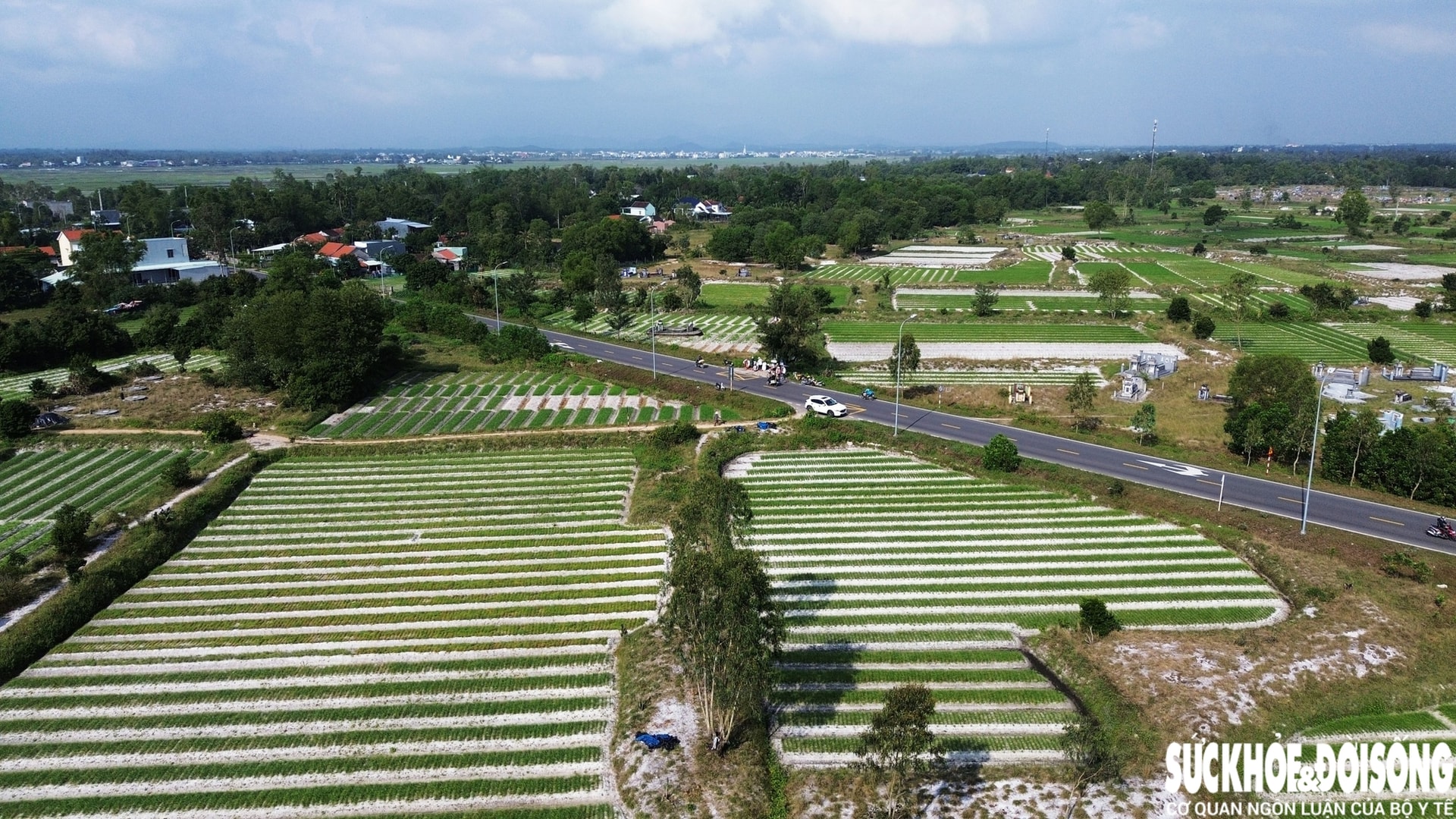 Giáp Tết, kiệu được giá, nông dân Đà Nẵng phấn khởi thu hoạch- Ảnh 2. Giáp Tết, kiệu được giá, nông dân Đà Nẵng phấn khởi thu hoạch- Ảnh 2.