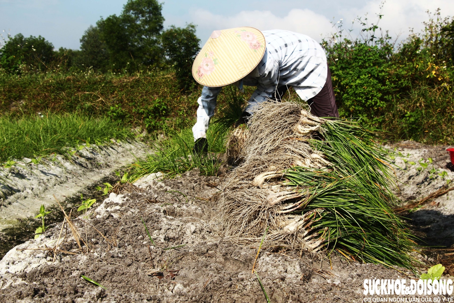 Giáp Tết, kiệu được giá, nông dân Đà Nẵng phấn khởi thu hoạch- Ảnh 3. Giáp Tết, kiệu được giá, nông dân Đà Nẵng phấn khởi thu hoạch- Ảnh 3.