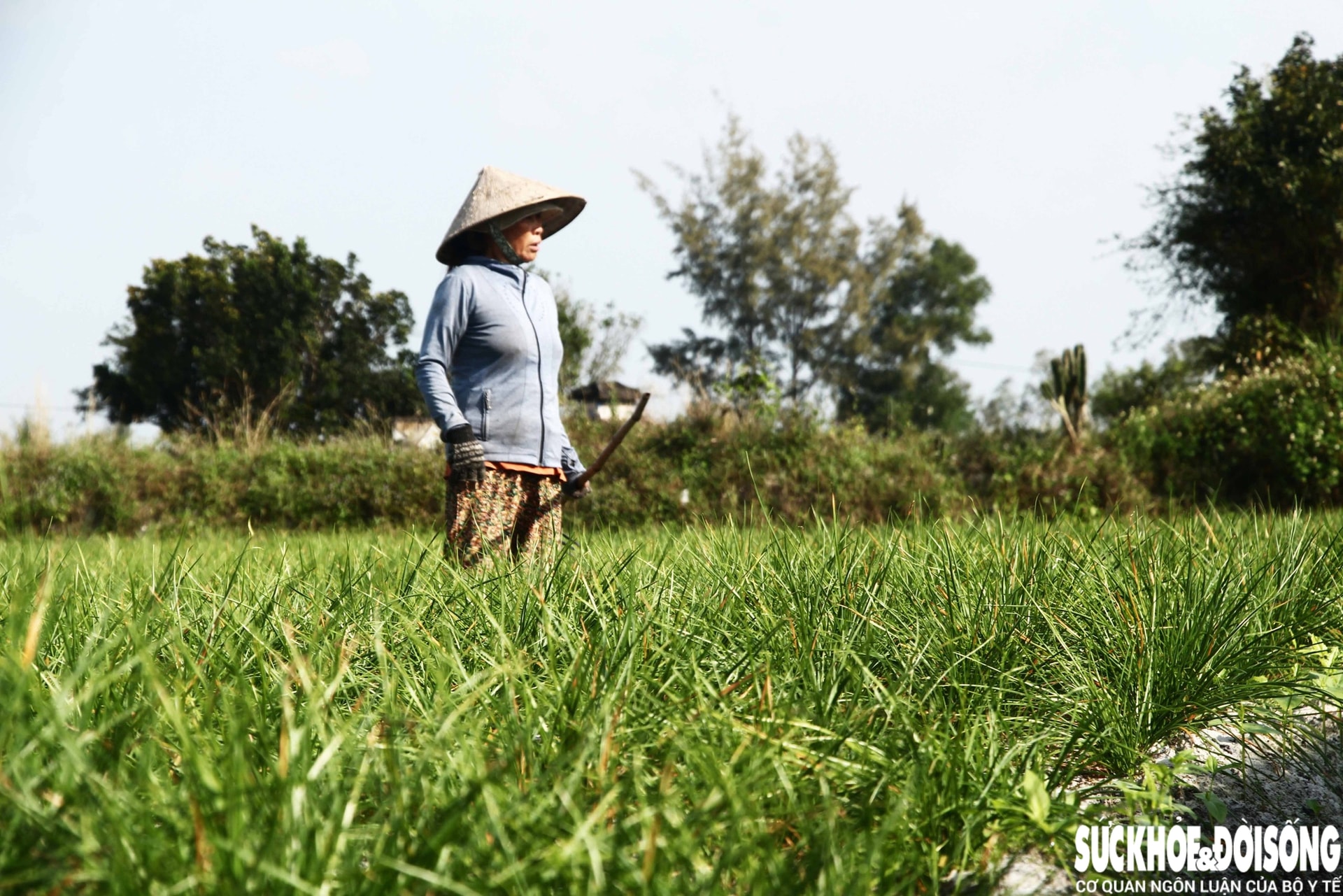 Giáp Tết, kiệu được giá, nông dân Đà Nẵng phấn khởi thu hoạch- Ảnh 7. Giáp Tết, kiệu được giá, nông dân Đà Nẵng phấn khởi thu hoạch- Ảnh 7.