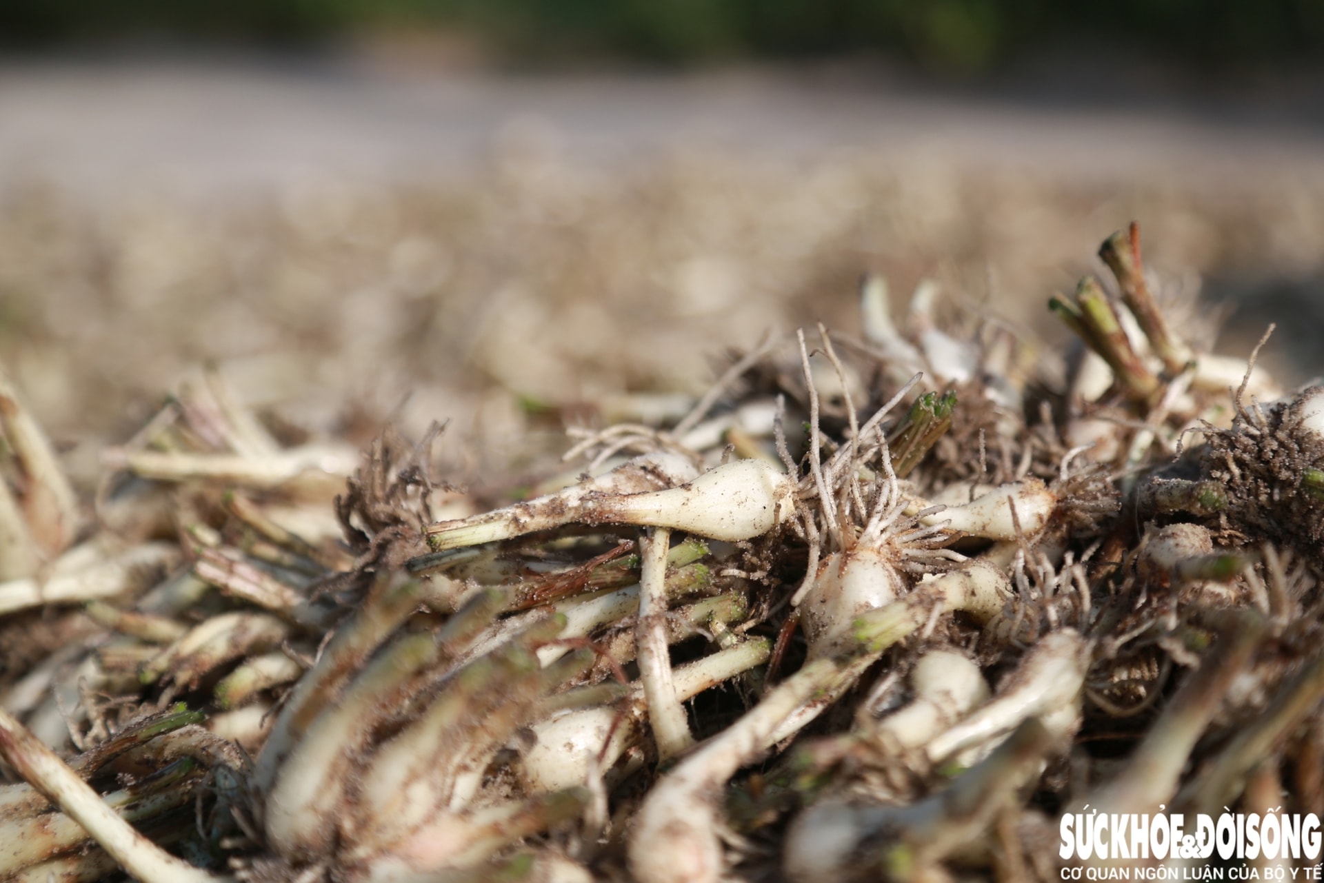 Giáp Tết, kiệu được giá, nông dân Đà Nẵng phấn khởi thu hoạch- Ảnh 8. Giáp Tết, kiệu được giá, nông dân Đà Nẵng phấn khởi thu hoạch- Ảnh 8.