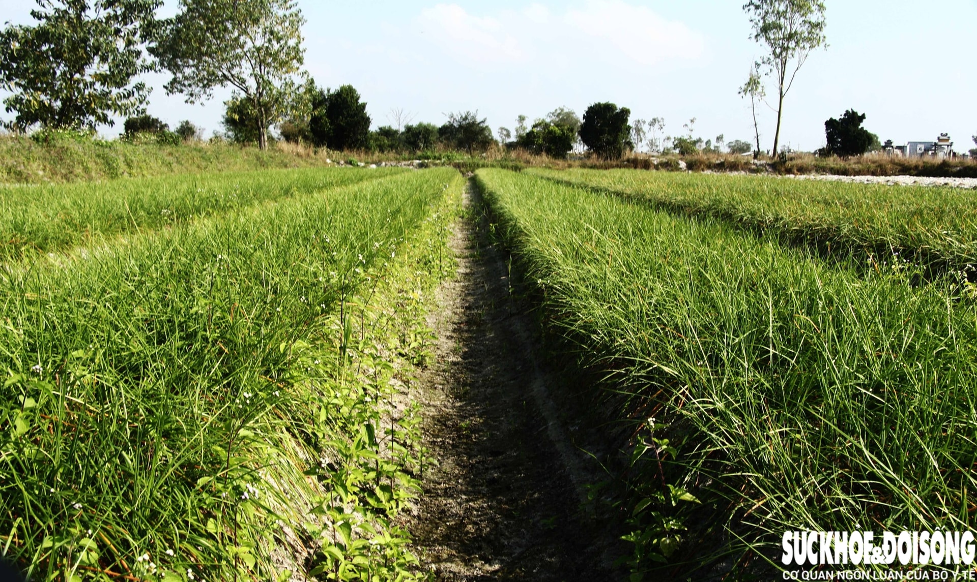 Giáp Tết, kiệu được giá, nông dân Đà Nẵng phấn khởi thu hoạch- Ảnh 9. Giáp Tết, kiệu được giá, nông dân Đà Nẵng phấn khởi thu hoạch- Ảnh 9.