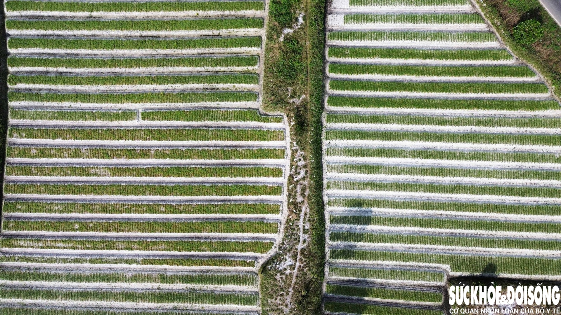 Giáp Tết, kiệu được giá, nông dân Đà Nẵng phấn khởi thu hoạch- Ảnh 10. Giáp Tết, kiệu được giá, nông dân Đà Nẵng phấn khởi thu hoạch- Ảnh 10.