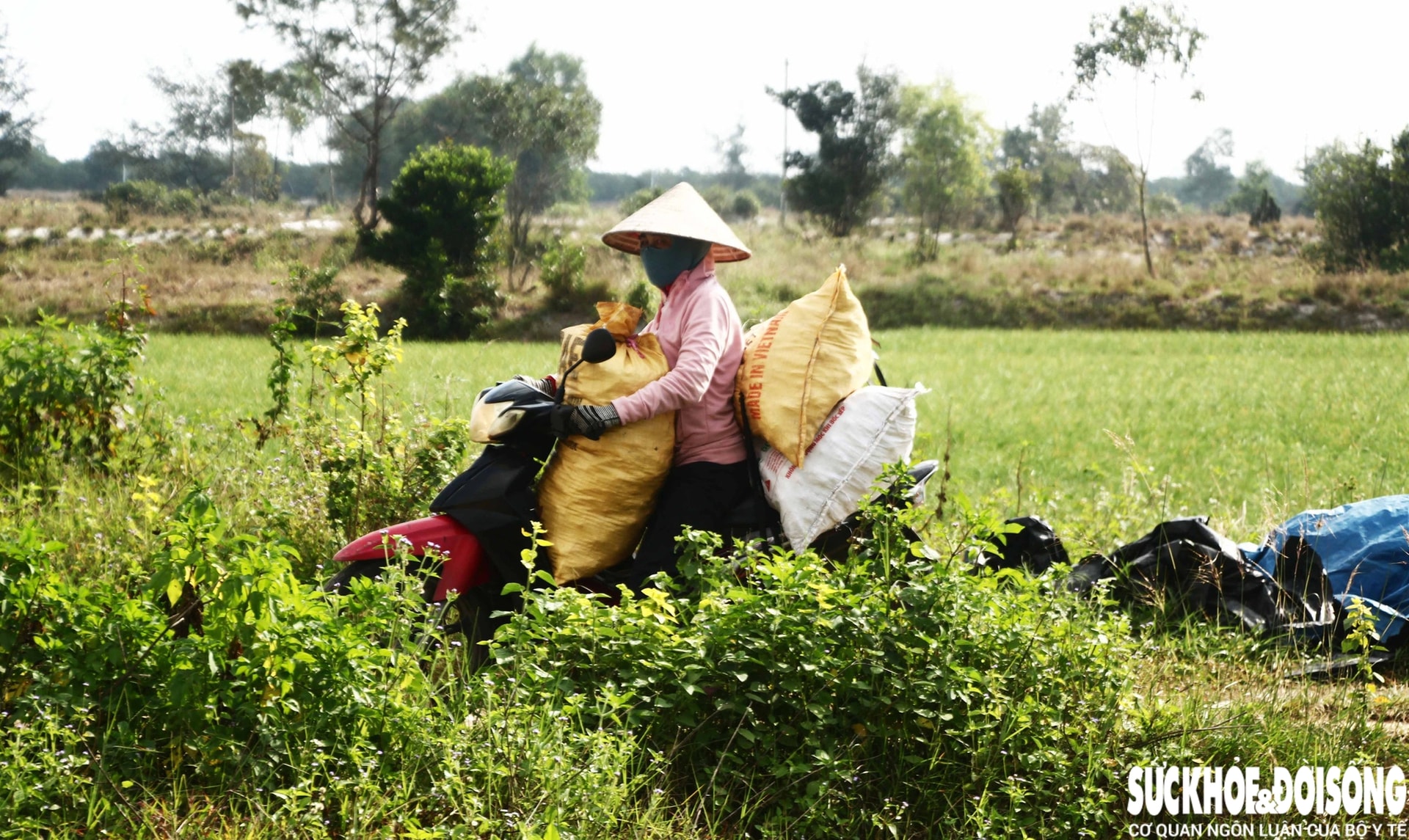 Giáp Tết, kiệu được giá, nông dân Đà Nẵng phấn khởi thu hoạch- Ảnh 14. Giáp Tết, kiệu được giá, nông dân Đà Nẵng phấn khởi thu hoạch- Ảnh 14.
