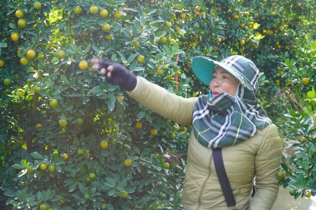Vùng trồng quất lớn nhất xứ Thanh hồi sinh sau bão lũ- Ảnh 3.
