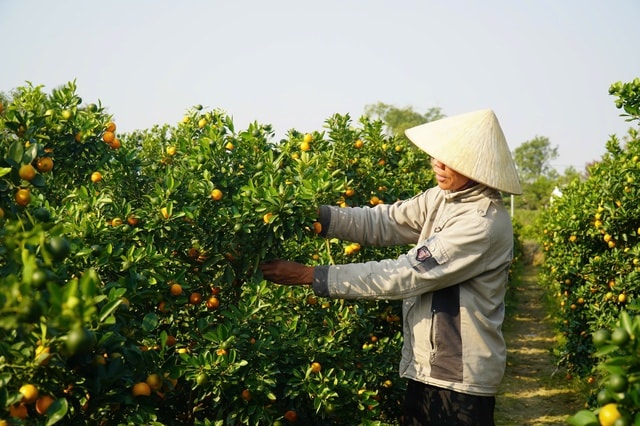 Vùng trồng quất lớn nhất xứ Thanh hồi sinh sau bão lũ- Ảnh 4.