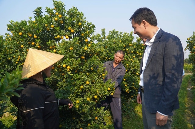 Vùng trồng quất lớn nhất xứ Thanh hồi sinh sau bão lũ- Ảnh 5.