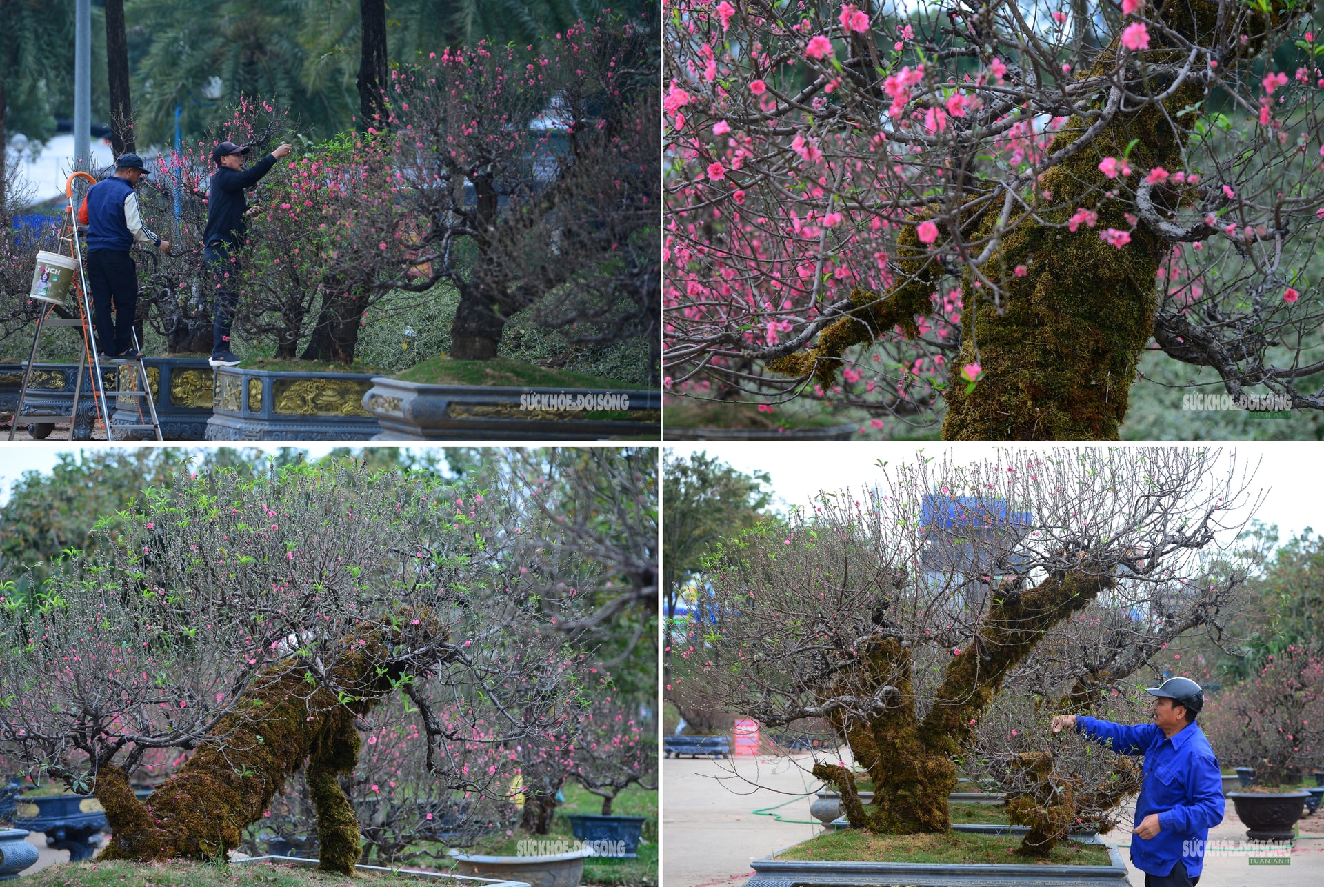 Mặc 'áo' rêu xanh cho đào cổ thụ- Ảnh 5.