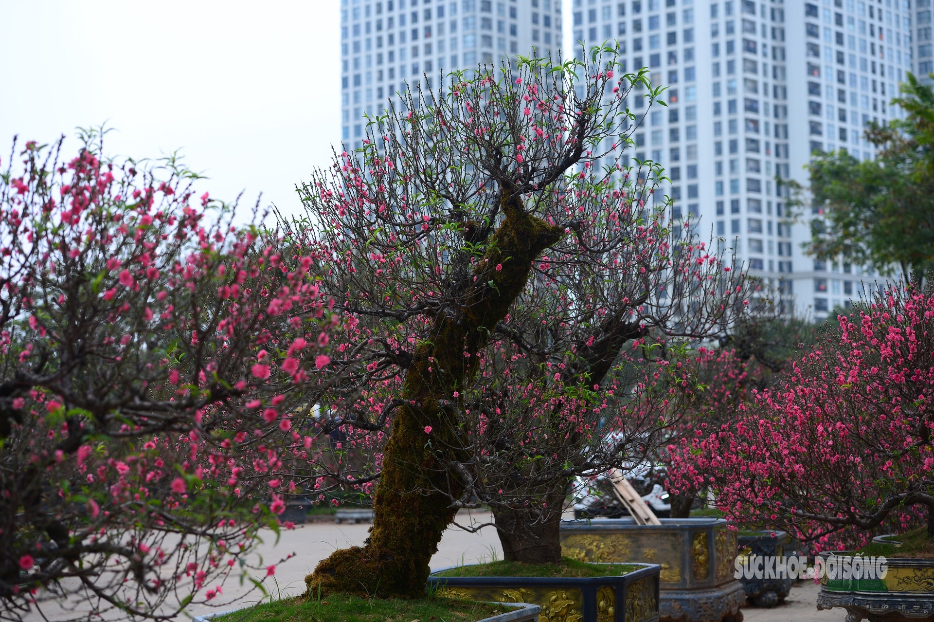 Mặc 'áo' rêu xanh cho đào cổ thụ- Ảnh 9.