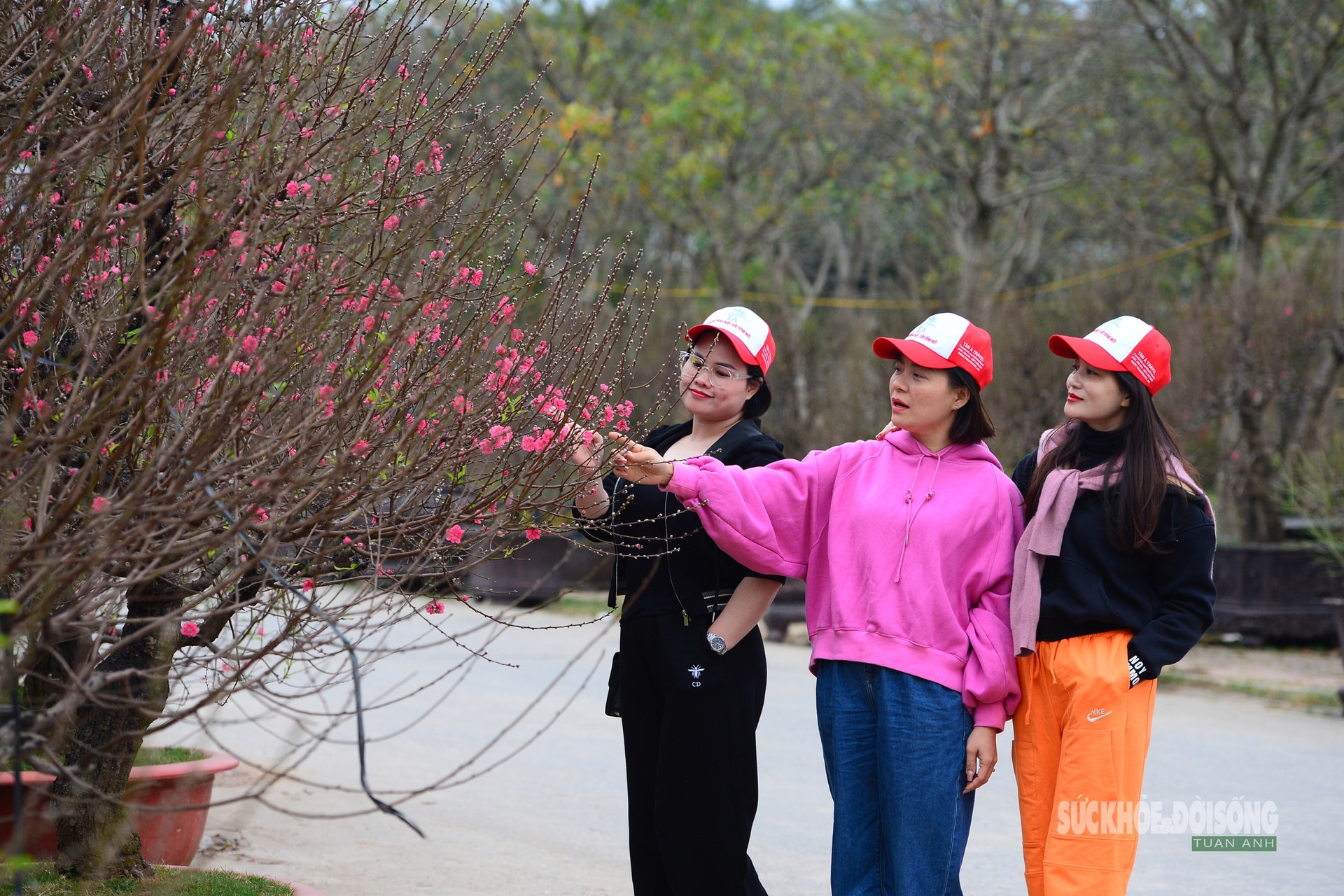 Mặc 'áo' rêu xanh cho đào cổ thụ- Ảnh 11.