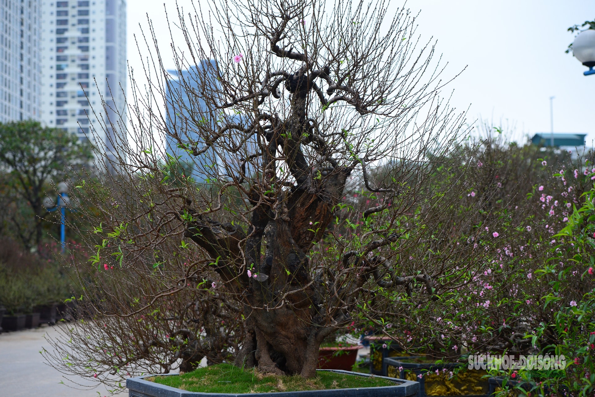 Mặc 'áo' rêu xanh cho đào cổ thụ- Ảnh 2.