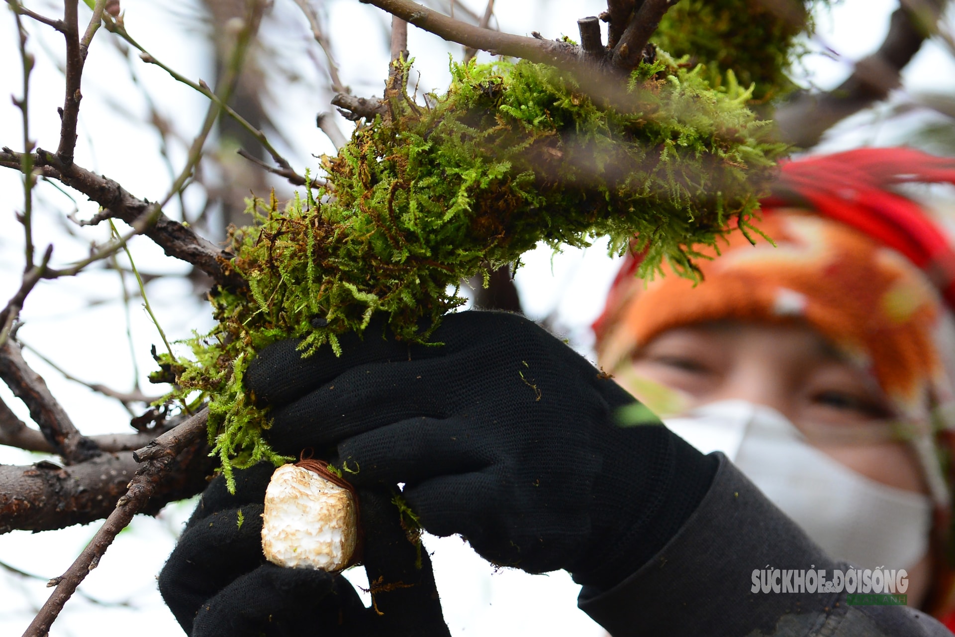 Mặc 'áo' rêu xanh cho đào cổ thụ- Ảnh 4.