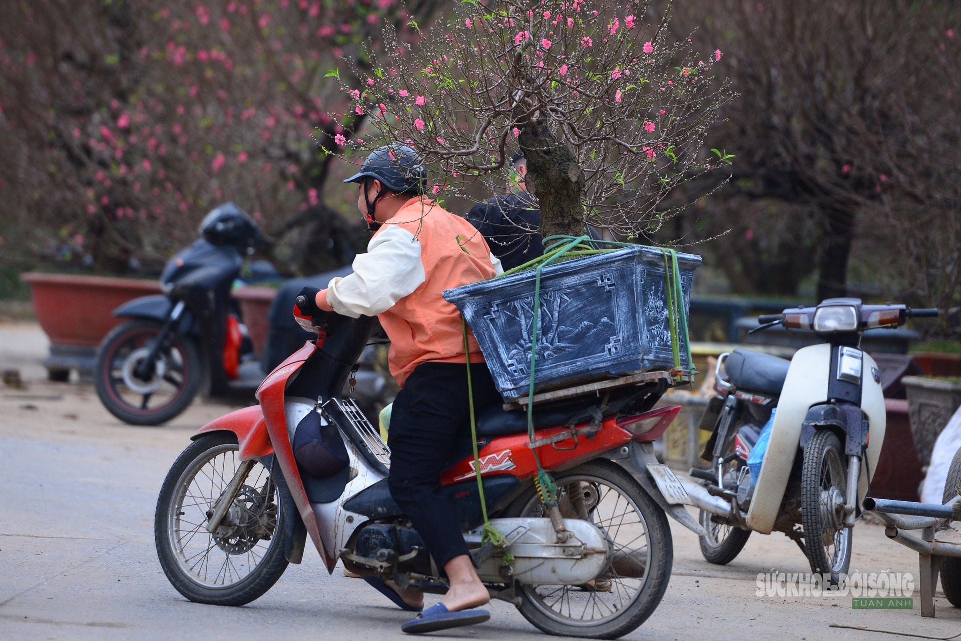 Mặc 'áo' rêu xanh cho đào cổ thụ- Ảnh 12.