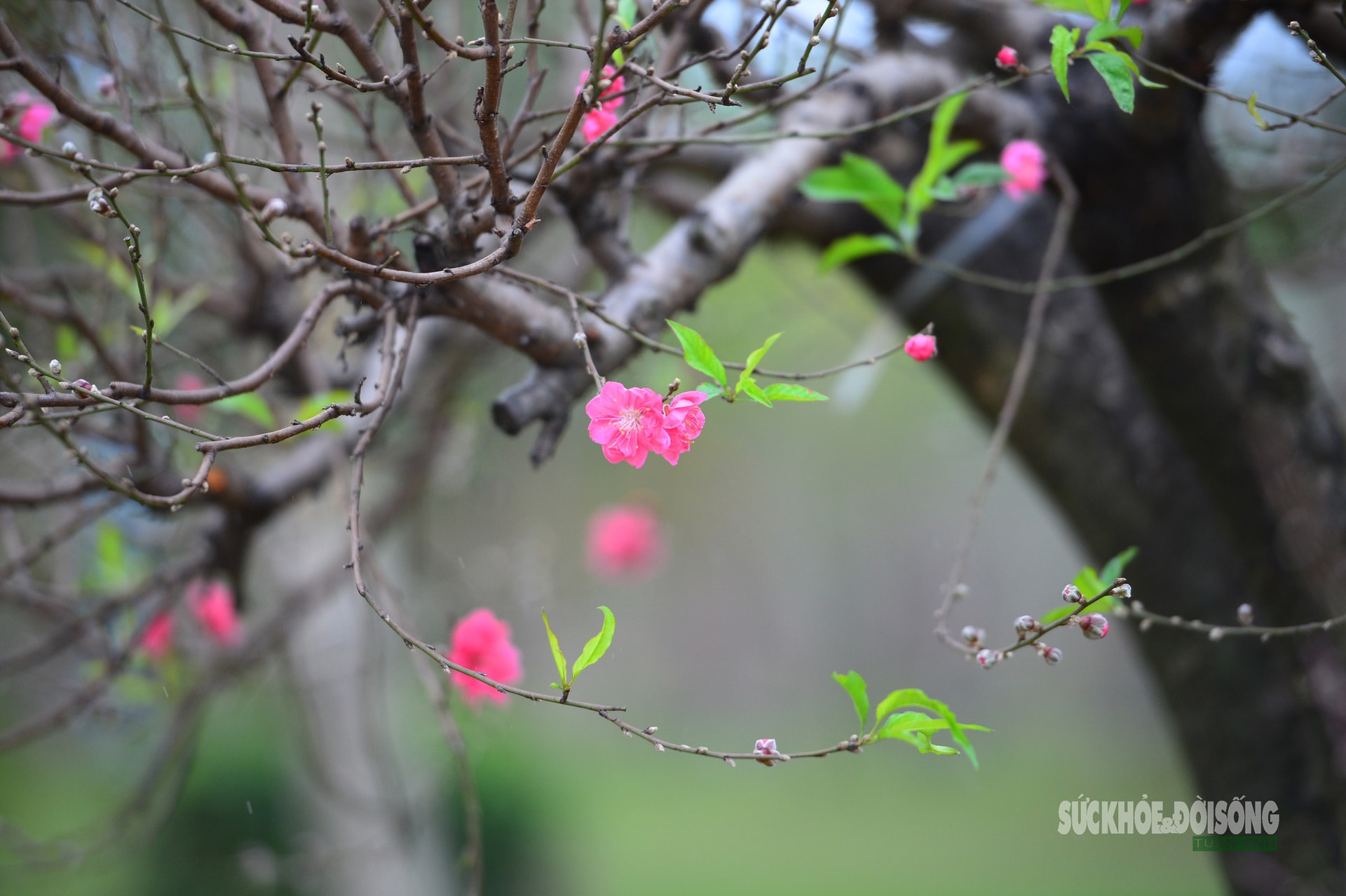 Mặc 'áo' rêu xanh cho đào cổ thụ- Ảnh 10.