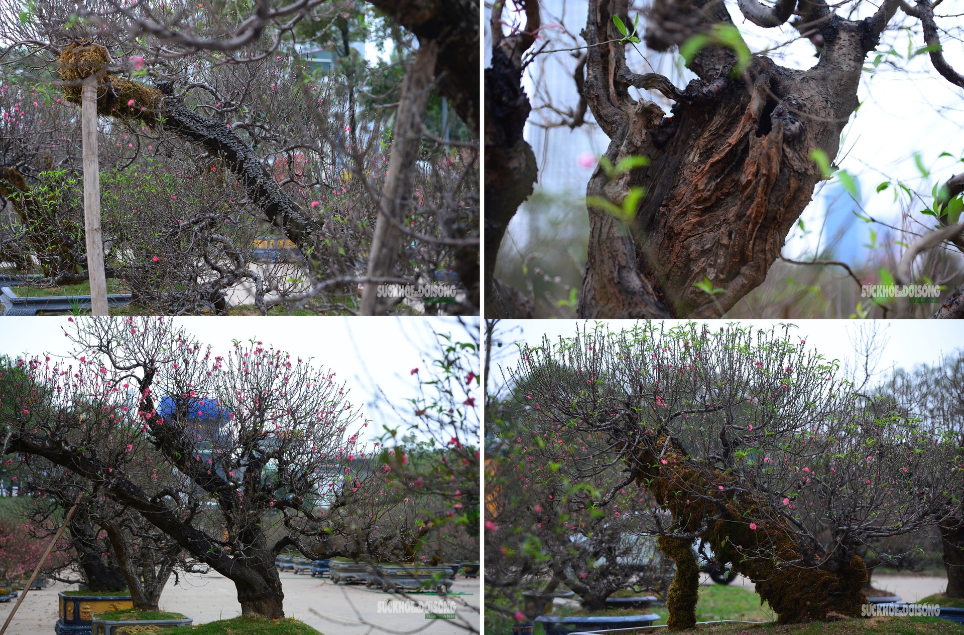 Mặc 'áo' rêu xanh cho đào cổ thụ- Ảnh 7.