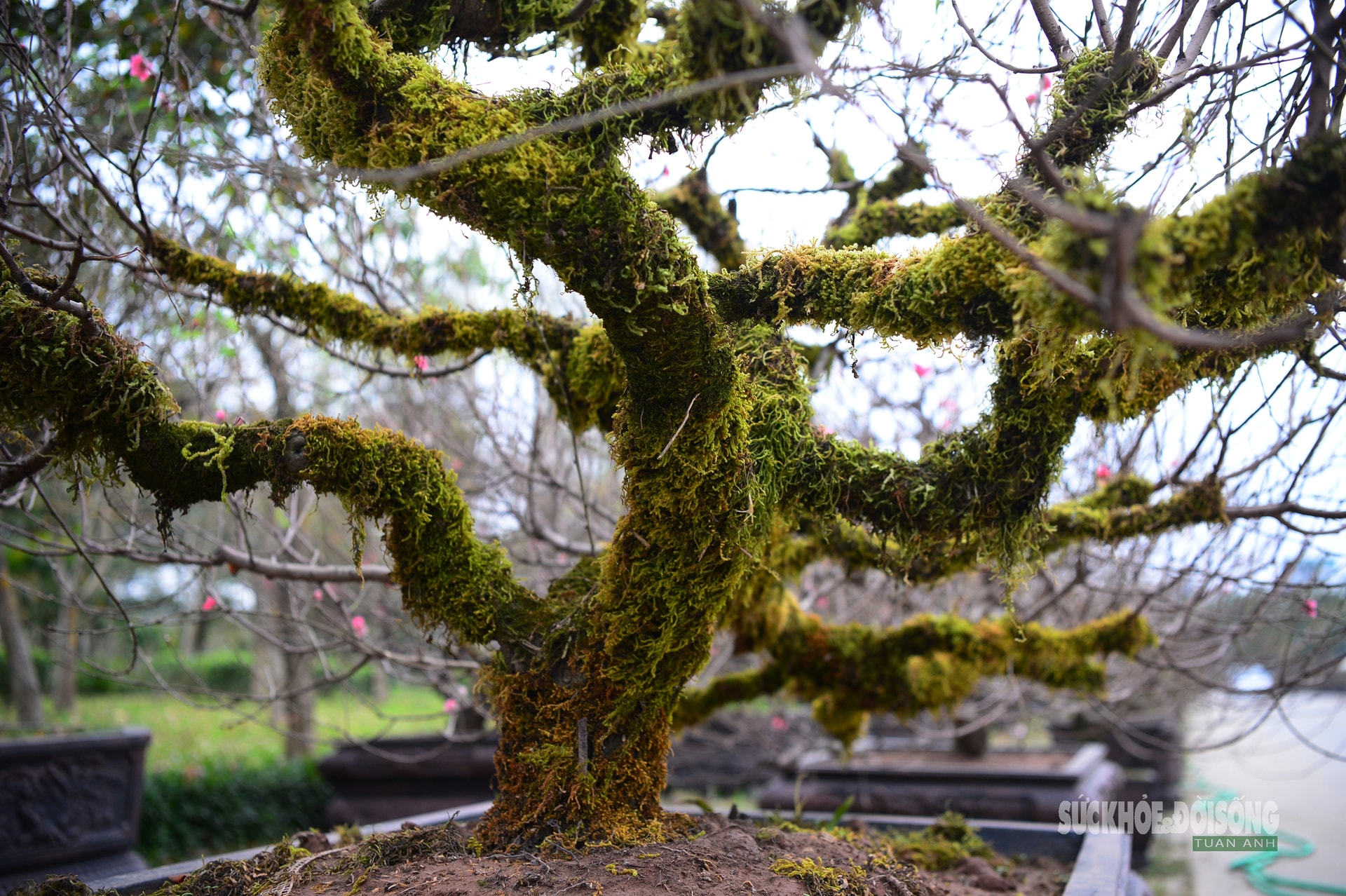 Mặc 'áo' rêu xanh cho đào cổ thụ- Ảnh 6.