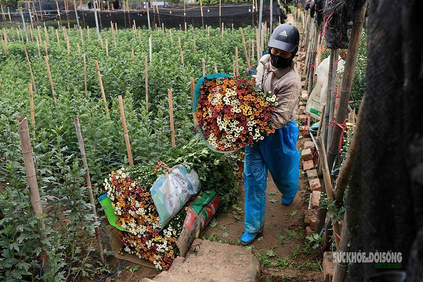 Rét 9°C, nông dân Hà Nội trùm áo mưa ra đồng chăm hoa Tết- Ảnh 12.