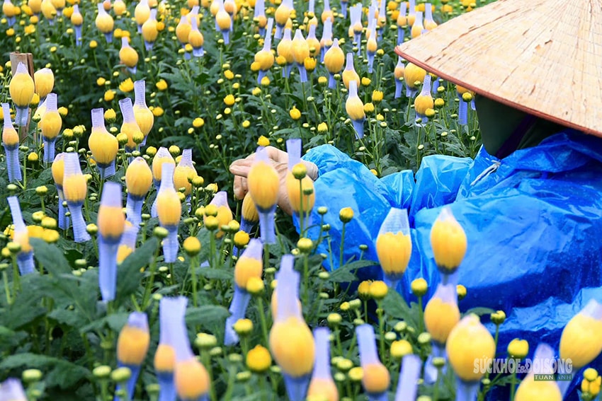 Rét 9°C, nông dân Hà Nội trùm áo mưa ra đồng chăm hoa Tết- Ảnh 5.