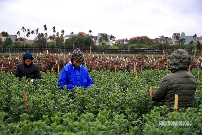 Rét 9°C, nông dân Hà Nội trùm áo mưa ra đồng chăm hoa Tết- Ảnh 3.