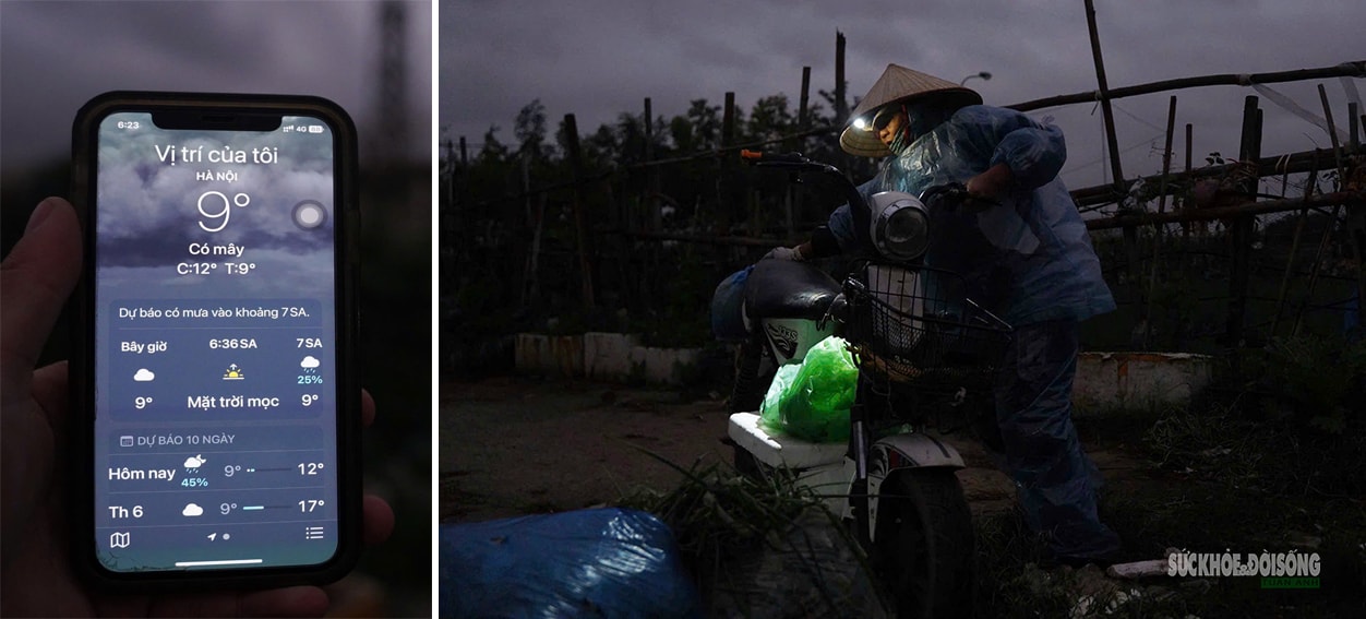 Rét 9°C, nông dân Hà Nội trùm áo mưa ra đồng chăm hoa Tết- Ảnh 1.