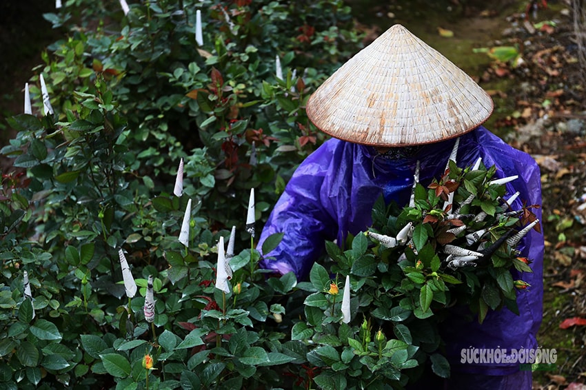 Rét 9°C, nông dân Hà Nội trùm áo mưa ra đồng chăm hoa Tết- Ảnh 8.