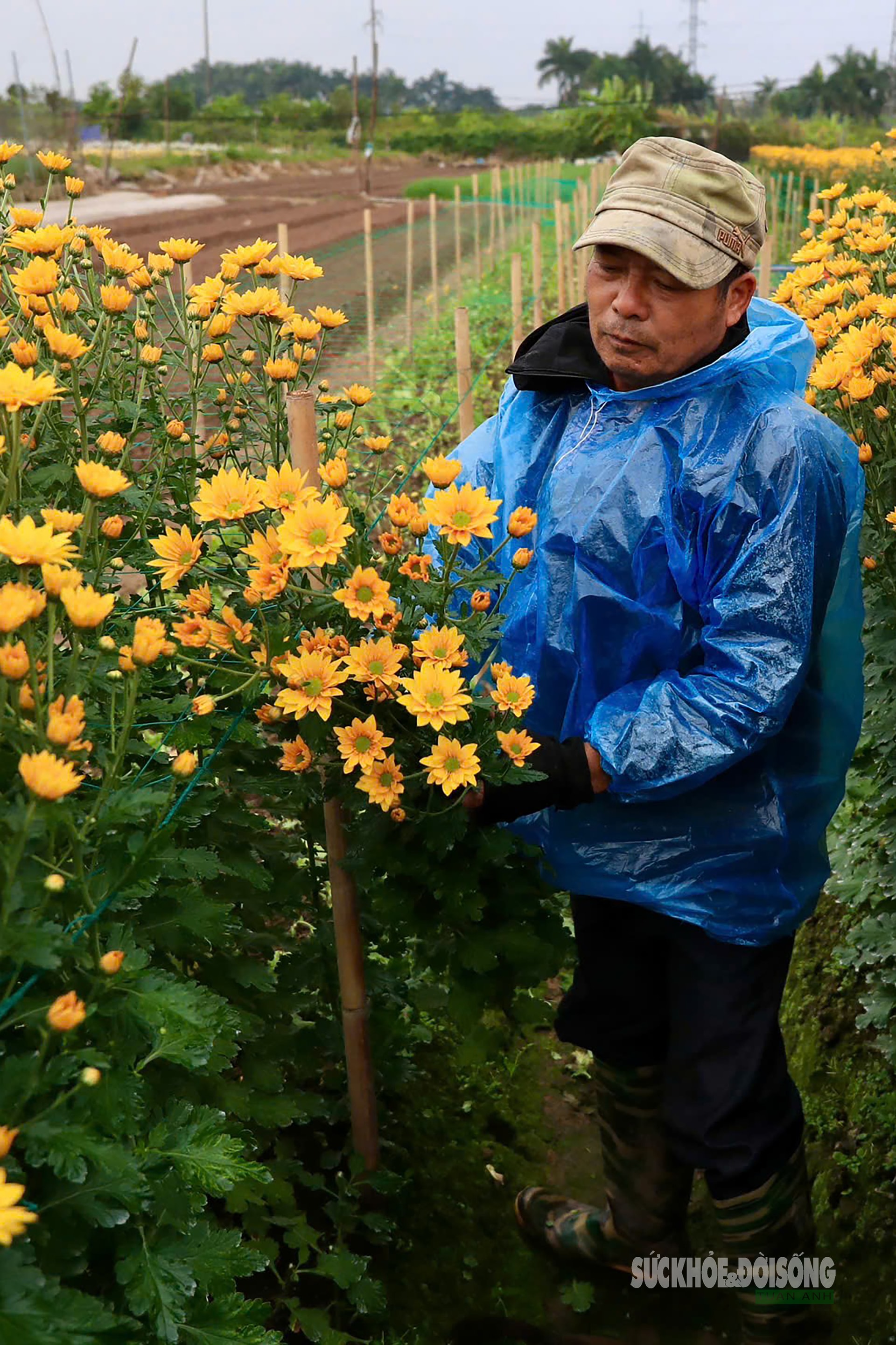 Rét 9°C, nông dân Hà Nội trùm áo mưa ra đồng chăm hoa Tết- Ảnh 6.