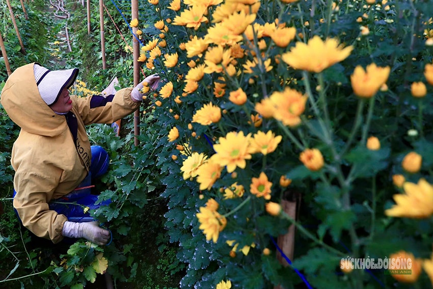 Rét 9°C, nông dân Hà Nội trùm áo mưa ra đồng chăm hoa Tết- Ảnh 7.